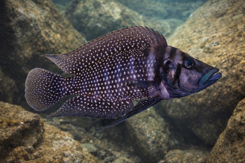 Altolamprologus calvus 'Livua'